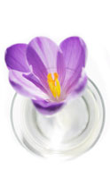 Crocus